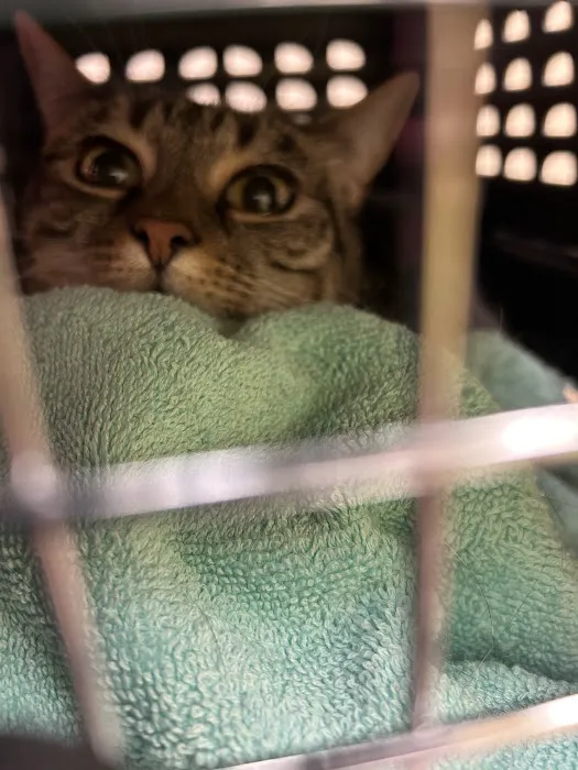Banfield Pet Hospital Picture 7