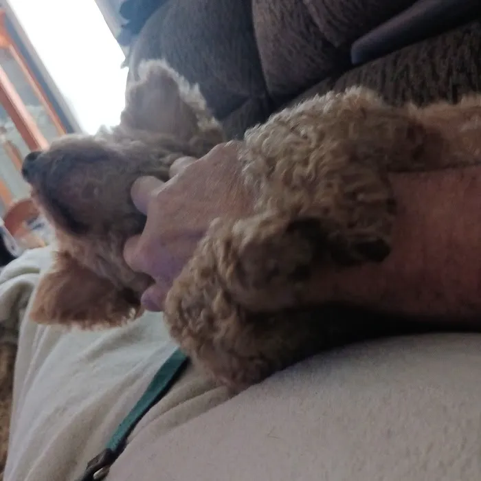 Banfield Pet Hospital Picture 6