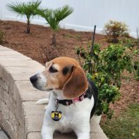 Firetower Animal Clinic ico