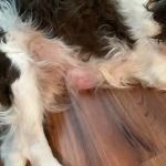 Deer Park Animal Hospital-PADS