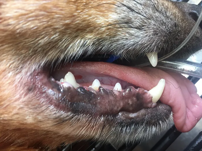 Deer Park Animal Hospital-PADS Picture 3