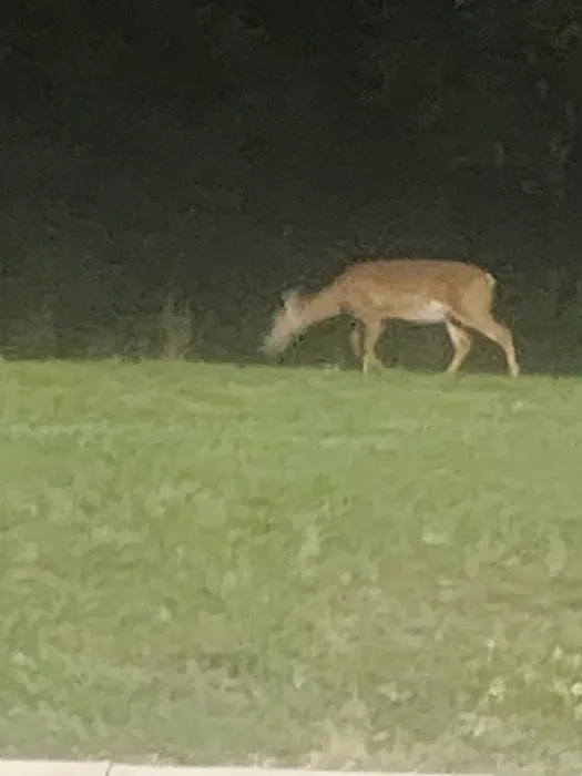 Deer Park Animal Hospital-PADS Picture 6