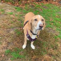 Warwick Animal Hospital ico