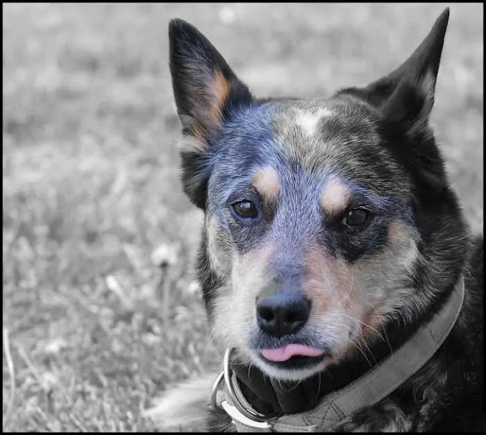 County Animal Hospital Picture 1