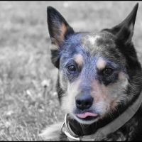 County Animal Hospital ico