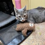 Kyle Veterinary Hospital