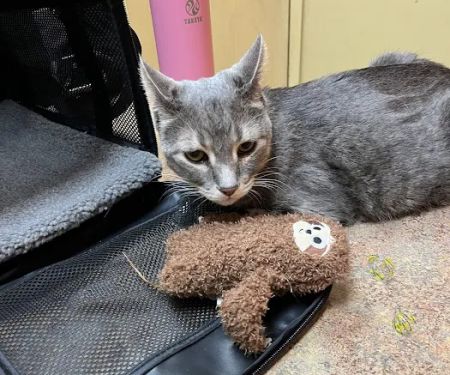 Kyle Veterinary Hospital