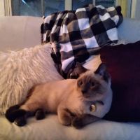 Noah's Ark Animal Clinic of West Chester ico