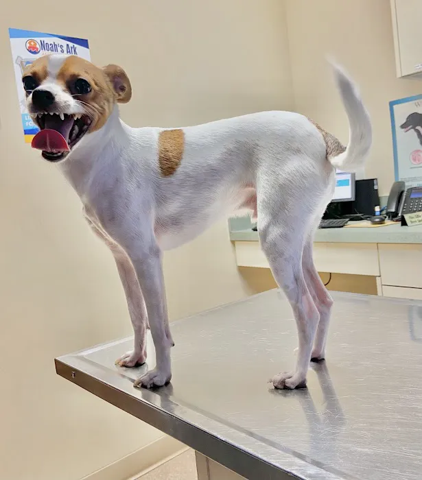 Noah's Ark Animal Clinic of West Chester Picture 3