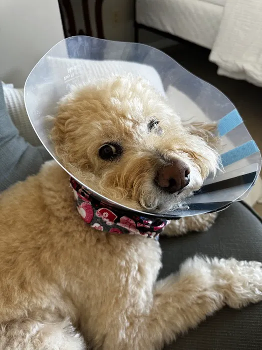 Mission Vet Urgent Care - Blue Ash Picture 1