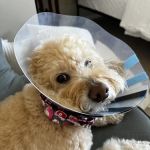 Mission Vet Urgent Care - Blue Ash