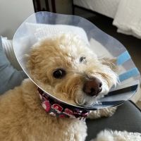 Mission Vet Urgent Care - Blue Ash ico