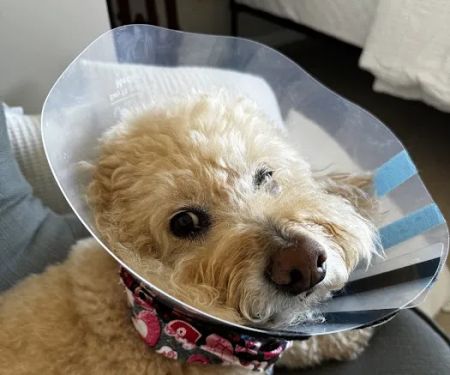 Mission Vet Urgent Care - Blue Ash