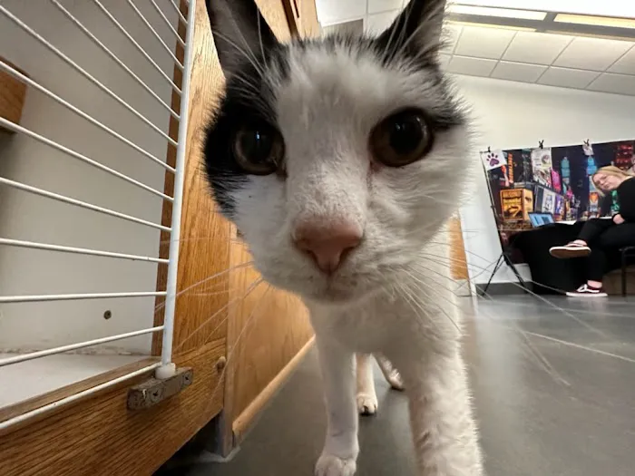 Mission Vet Urgent Care - Blue Ash Picture 7