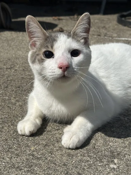 Mission Vet Urgent Care - Blue Ash Picture 8