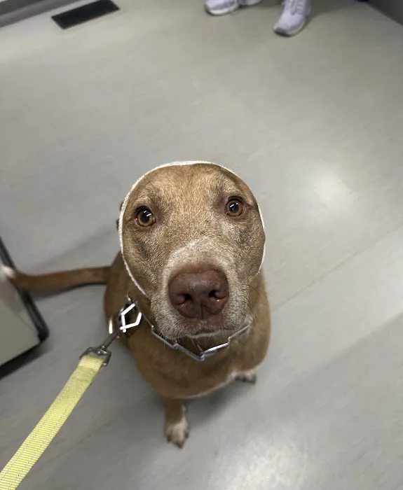 Mission Vet Urgent Care - Blue Ash Picture 10