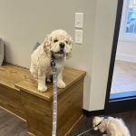 Whiskers and Paws Animal Hospital