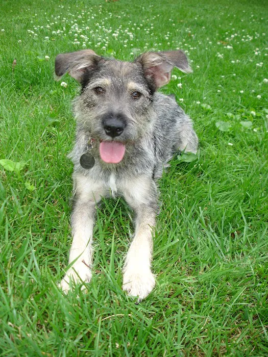 Whiskers and Paws Animal Hospital Picture 10