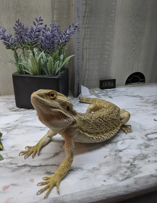 PetCare Animal Hospital Picture 2