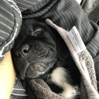 PetCare Animal Hospital ico