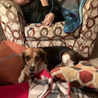 Animal Care Center at Reed Hartman ico