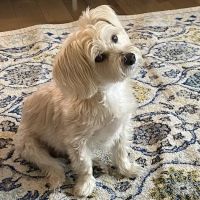 Heineke Veterinary Hospital ico