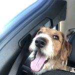 Complimentary Veterinary Care