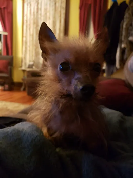 Complimentary Veterinary Care Picture 8
