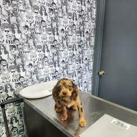 Animal Hospital of Millersburg ico