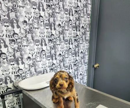 Animal Hospital of Millersburg