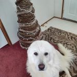 Bath Veterinary Clinic