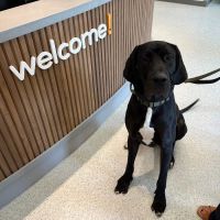 AcutePet West Chester Ohio ico