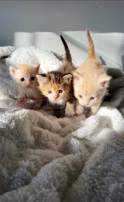 West Chester Veterinary Center Picture 7
