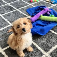 Animal Hospital of West Chester ico