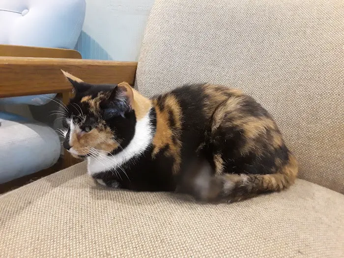 Cat Care Hospital Picture 2