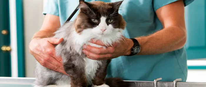 Cat Care Hospital Picture 3