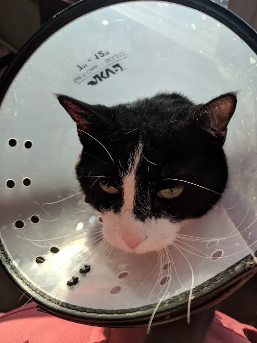 Cat Care Hospital Picture 10
