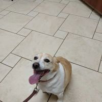 Pfister Animal Hospital ico