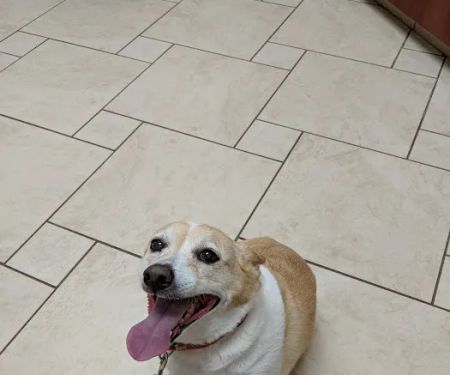 Pfister Animal Hospital