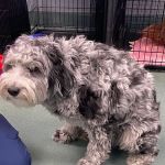 Liberty Veterinary Hospital