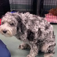 Liberty Veterinary Hospital ico