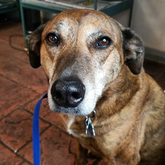 Friendtown Veterinary Clinic Picture 1