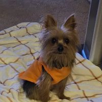 Northgate Animal Hospital ico