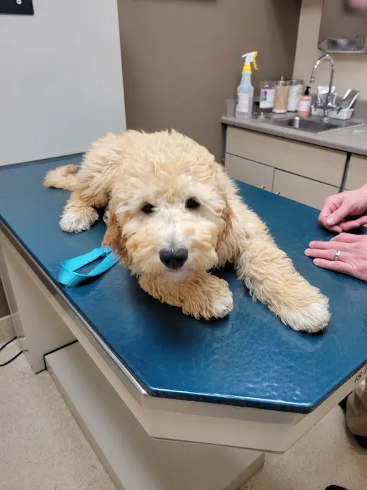 Northgate Animal Hospital Picture 4