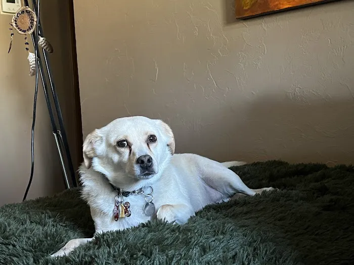 Northgate Animal Hospital Picture 6