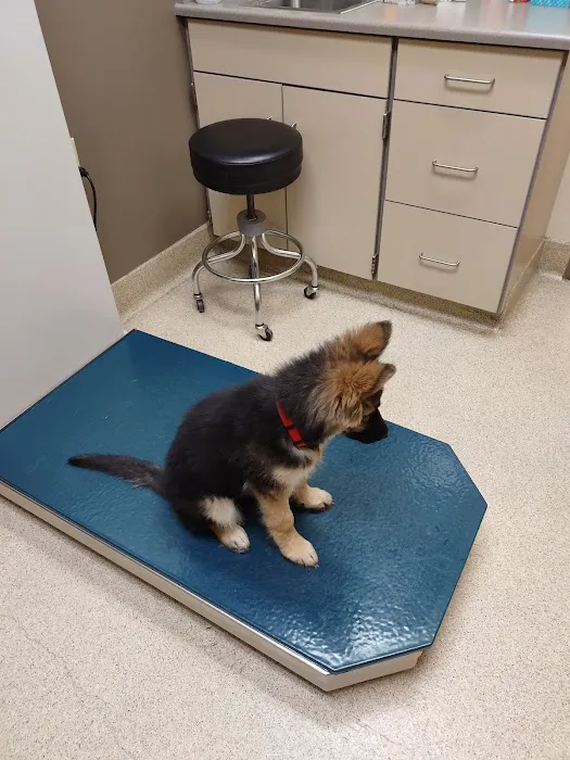 Northgate Animal Hospital Picture 5