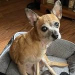 Upper Heights Veterinary Clinic