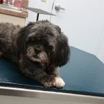 Cloud Park Animal Clinic