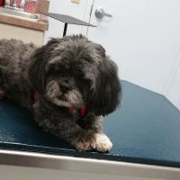 Cloud Park Animal Clinic ico