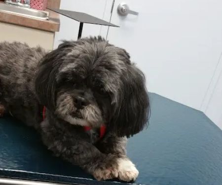 Cloud Park Animal Clinic